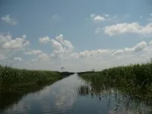зоопланктон зоопланктон