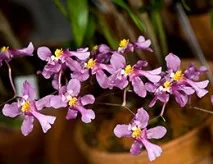 oncidium oncidium