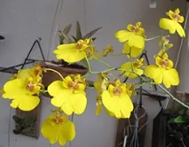 грижа oncidium