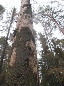 пръскане пръскане