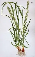 плюнката плюнката