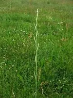 Lolium rigidum плюнката