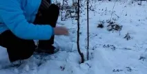 зимата зимата