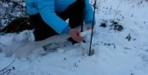 зимата зимата