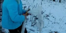 зимата плодни