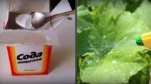Харчова сода застосування на городі та в саду городі
