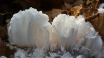 вреден може причини