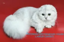 чанти ламур