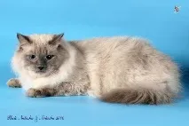 нева развъдник