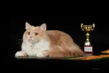 котки Scottish тази порода