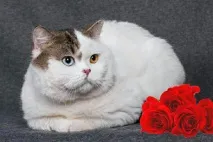 ламурчанти развъдник