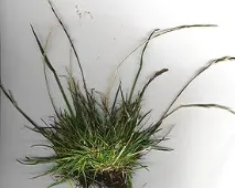 Lolium multiflorumLam Lolium multiflorumLam