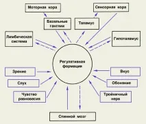 мозку