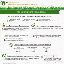 Підживлення баклажанів для збільшення врожаю в теплиці, відкритому ґрунті баклажанів