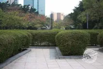 конг