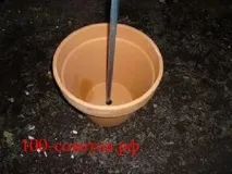 пальма