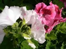 pelargonium Pelargonium grandiflorum