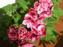 grandiflorum Pelargonium pelargonium