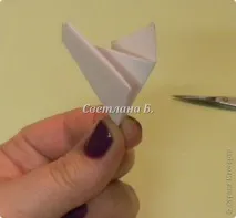 gardenia gardenia