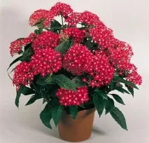 pentas