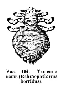 Загін Воші (Anoplura) - це комах