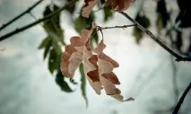 дъбовите дъбовите