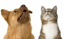 защо обичат котките