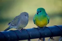 Співочі папуги (синеліцій співчий папуга) - опис, відгуки синеліцій