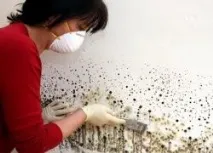 какво плесен