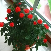 защо защо