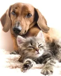 обичат котките котките