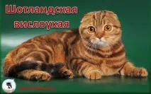 Порода кішок шотландська висловуха - скотіш-фолд висловуха