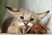 снимка видео