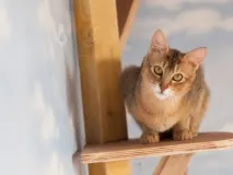 снимка снимка