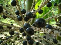 Корисні властивості чарівної ягоди Асаї корисні