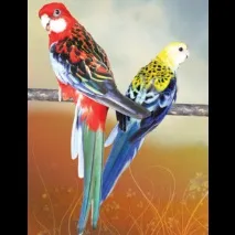 rosella rosella