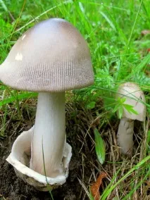 плаващо неговите