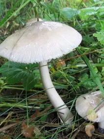 неговите видове