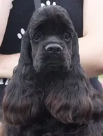 yarportal кокер