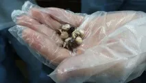 мехур мехур