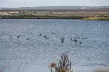 Природа, рослини та тварини Мордовії природа