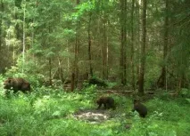 Природа, рослини та тварини Мордовії природа