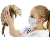 представляват