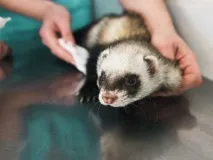 какво