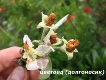 растителна защита