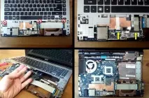 acer acer