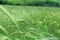 флора полуостров