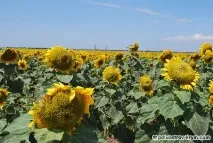 флора крим