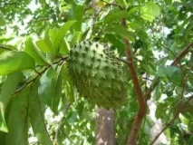 Рак гортані лікування народними засобами опис, лікування, Рак - лікування та профілактика лікування