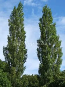 дървета истории